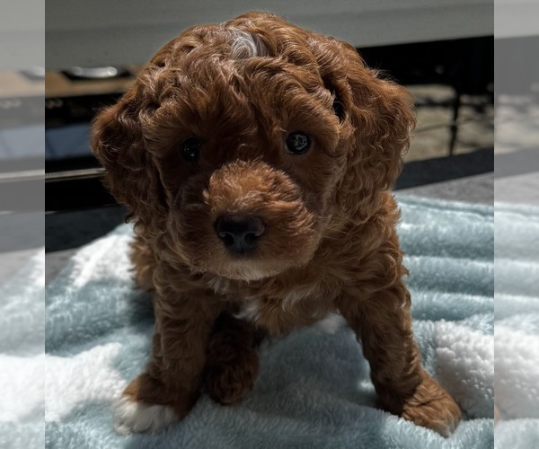 Medium Photo #2 Goldendoodle (Miniature) Puppy For Sale in APTOS, CA, USA