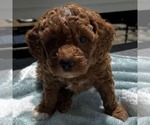 Small #1 Goldendoodle (Miniature)