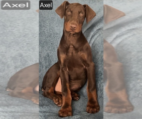 Medium Photo #5 Doberman Pinscher Puppy For Sale in POMEROY, OH, USA