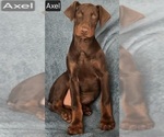 Small Photo #5 Doberman Pinscher Puppy For Sale in POMEROY, OH, USA