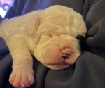 Puppy mea Olde English Bulldogge