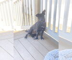 Small #8 Mutt