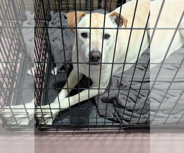 Medium Photo #2 Great Dane-Labrador Retriever Mix Puppy For Sale in Maryville, TN, USA