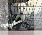 Small #1 Great Dane-Labrador Retriever Mix