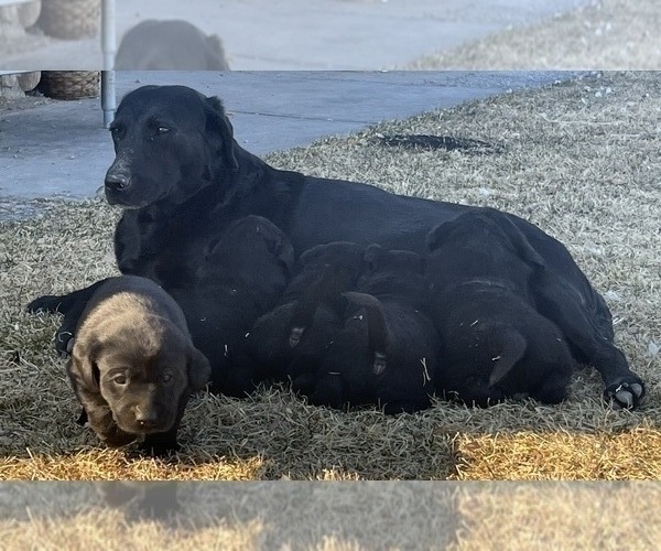 Medium Photo #5 Labrador Retriever Puppy For Sale in LOMA, CO, USA