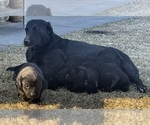 Small #4 Labrador Retriever
