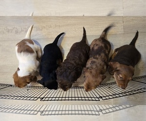 Dachshund Litter for sale in NEOSHO, MO, USA