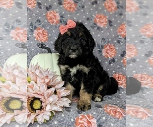 Aussiedoodle Puppy for sale in OXFORD, PA, USA