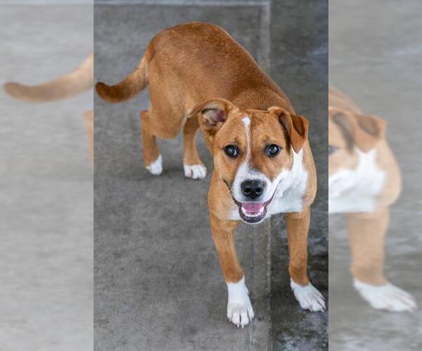 Medium Photo #2 Mutt Puppy For Sale in Baytown, TX, USA