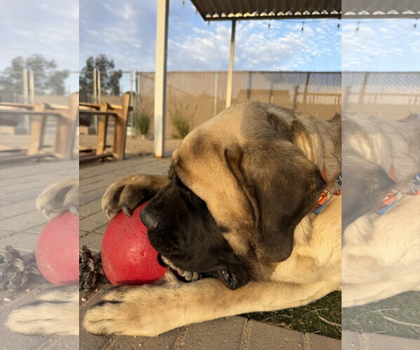 Medium Photo #5 Mutt Puppy For Sale in Goodyear, AZ, USA