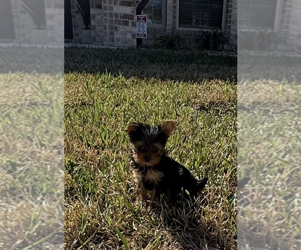 Medium Photo #1 Yorkshire Terrier Puppy For Sale in KILLEEN, TX, USA