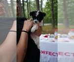 Otis - Male Chihuahua Dog for Adoption - Small photo