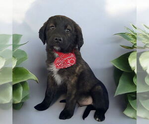 Medium Mutt