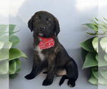 Small Mutt