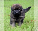Small #1 German Shepherd Dog