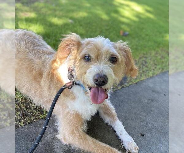 Medium Photo #1 Mutt Puppy For Sale in San Diego, CA, USA
