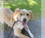 Small Mutt