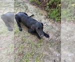 Small #6 Flat Coated Retriever-Golden Retriever Mix