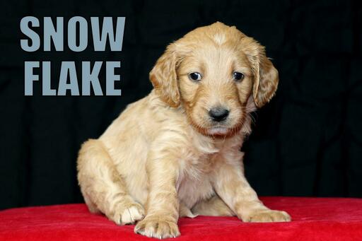 Medium Photo #6 Goldendoodle Puppy For Sale in GUTHRIE, NC, USA