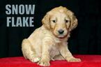 Small Photo #6 Goldendoodle Puppy For Sale in GUTHRIE, NC, USA