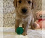 Small Photo #1 Golden Retriever Puppy For Sale in BUCHANAN, GA, USA
