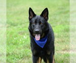 Small #3 German Shepherd Dog