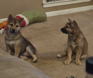 Shiba Inu Puppy for sale in PINSON, AL, USA