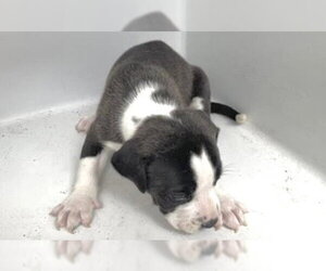 Mutt Dogs for adoption in Houston, TX, USA