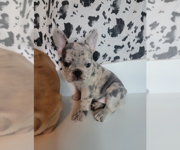 Medium Photo #2 French Bulldog Puppy For Sale in MODESTO, CA, USA