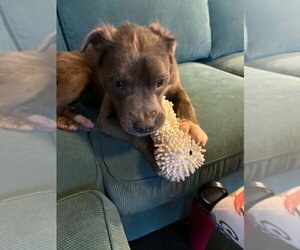 Cannoli - Female Mutt Dog for Adoption - Photo #3
