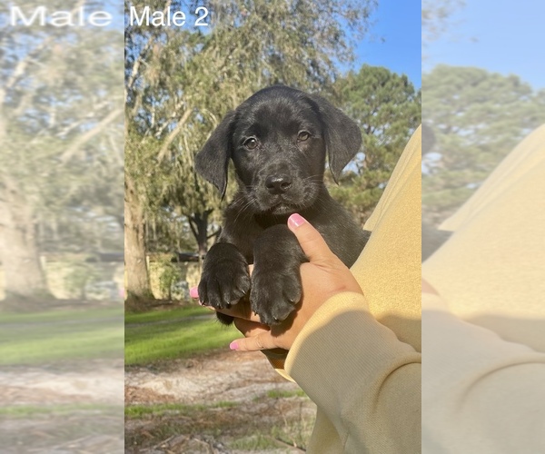 Medium Photo #2 Labrador Retriever Puppy For Sale in OCALA, FL, USA
