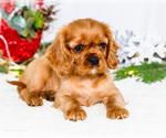 Small Photo #72 Cavalier King Charles Spaniel Puppy For Sale in WAKARUSA, IN, USA