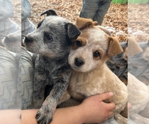 Australian Cattle Dog Puppy for sale in JETERSVILLE, VA, USA