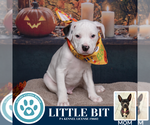 Small #1 American Pit Bull Terrier-Labrador Retriever Mix