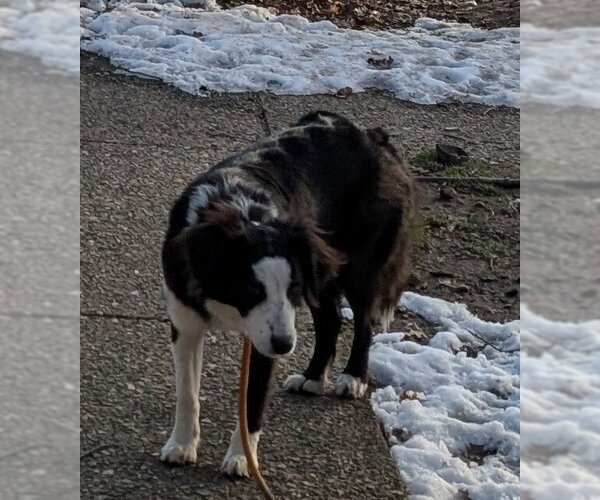 Medium Photo #2 Mutt Puppy For Sale in Boston, MA, USA