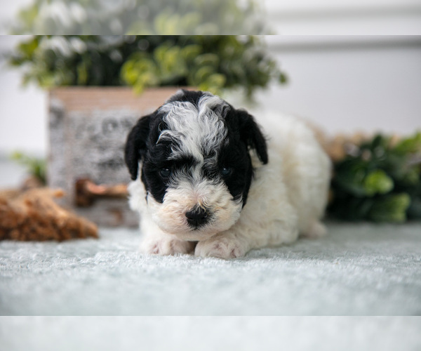 Medium Photo #2 Poodle (Miniature) Puppy For Sale in FARWELL, MI, USA