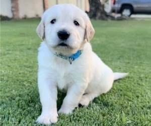 American Bulldog Puppy for sale in BAKERSFIELD, CA, USA