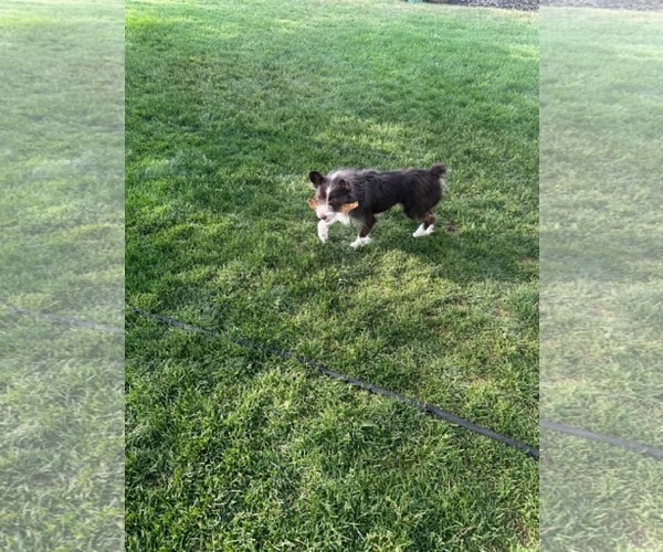 Medium Photo #8 Mutt Puppy For Sale in Sandy, UT, USA