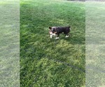 Small #7 Mutt