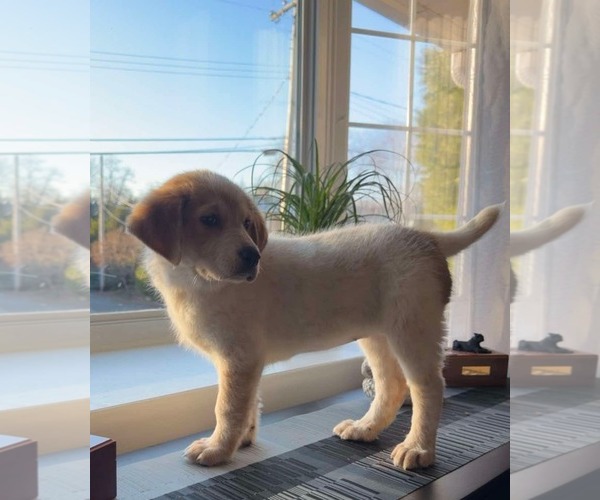 Medium Photo #5 Retriever -Unknown Mix Puppy For Sale in pomfret, CT, USA