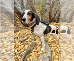 Small #3 Treeing Walker Coonhound