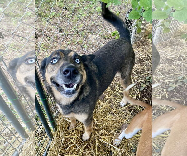 Medium Photo #4 German Shepherd Dog-Unknown Mix Puppy For Sale in Green Forest, AR, USA