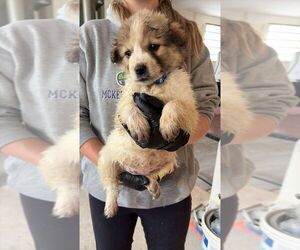 Great Pyrenees-Unknown Mix Dogs for adoption in Calgary, Alberta, Canada