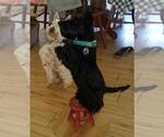 Small Photo #6 Scottish Terrier Puppy For Sale in TERREBONNE, OR, USA