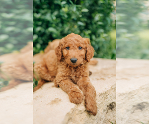 Goldendoodle Puppy for sale in PECK, KS, USA