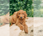 Image preview for Ad Listing. Nickname: Litter of 4