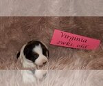 Small Photo #4 Border Collie Puppy For Sale in ANDERSON, SC, USA