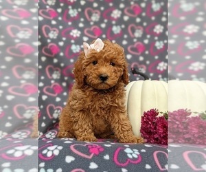 Cavapoo Puppy for sale in KIRKWOOD, PA, USA