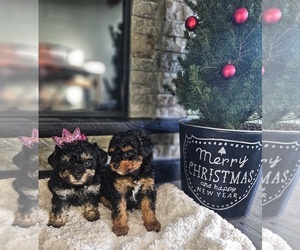 Poodle (Toy) Puppy for sale in ROGERSVILLE, MO, USA