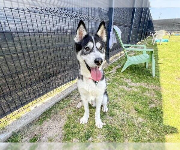 Medium Photo #2 Siberian Husky Puppy For Sale in Orange, CA, USA